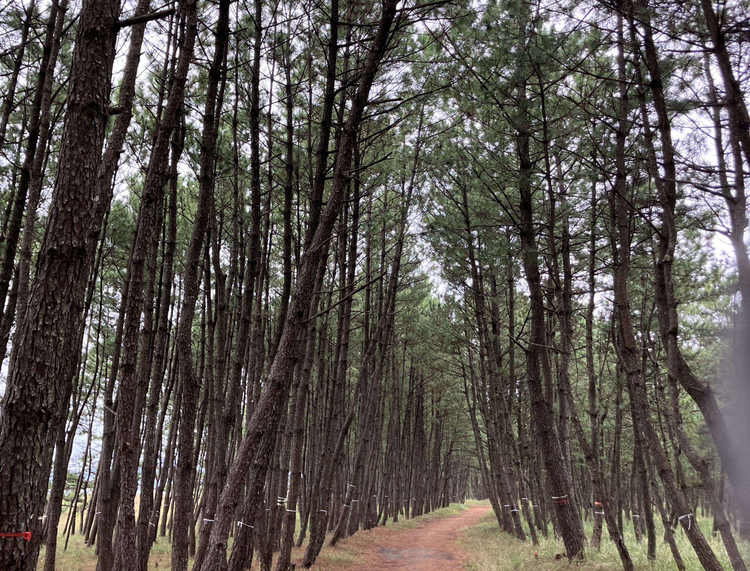 50代で生き方や働き方に迷い、これからの人生を考える節目を表した松林の道