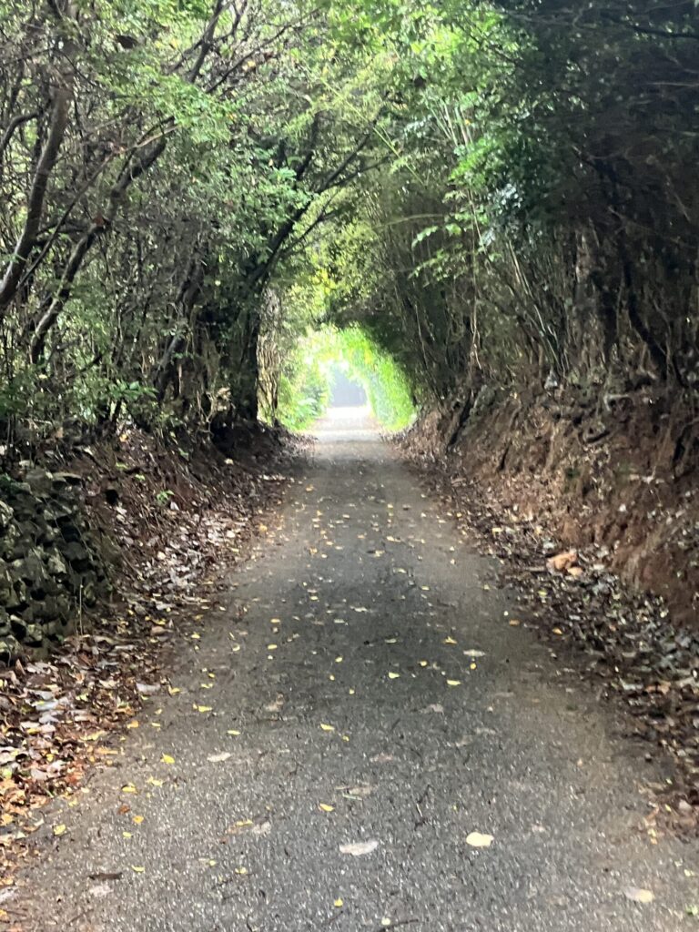 これからの人生を考える光の見える道