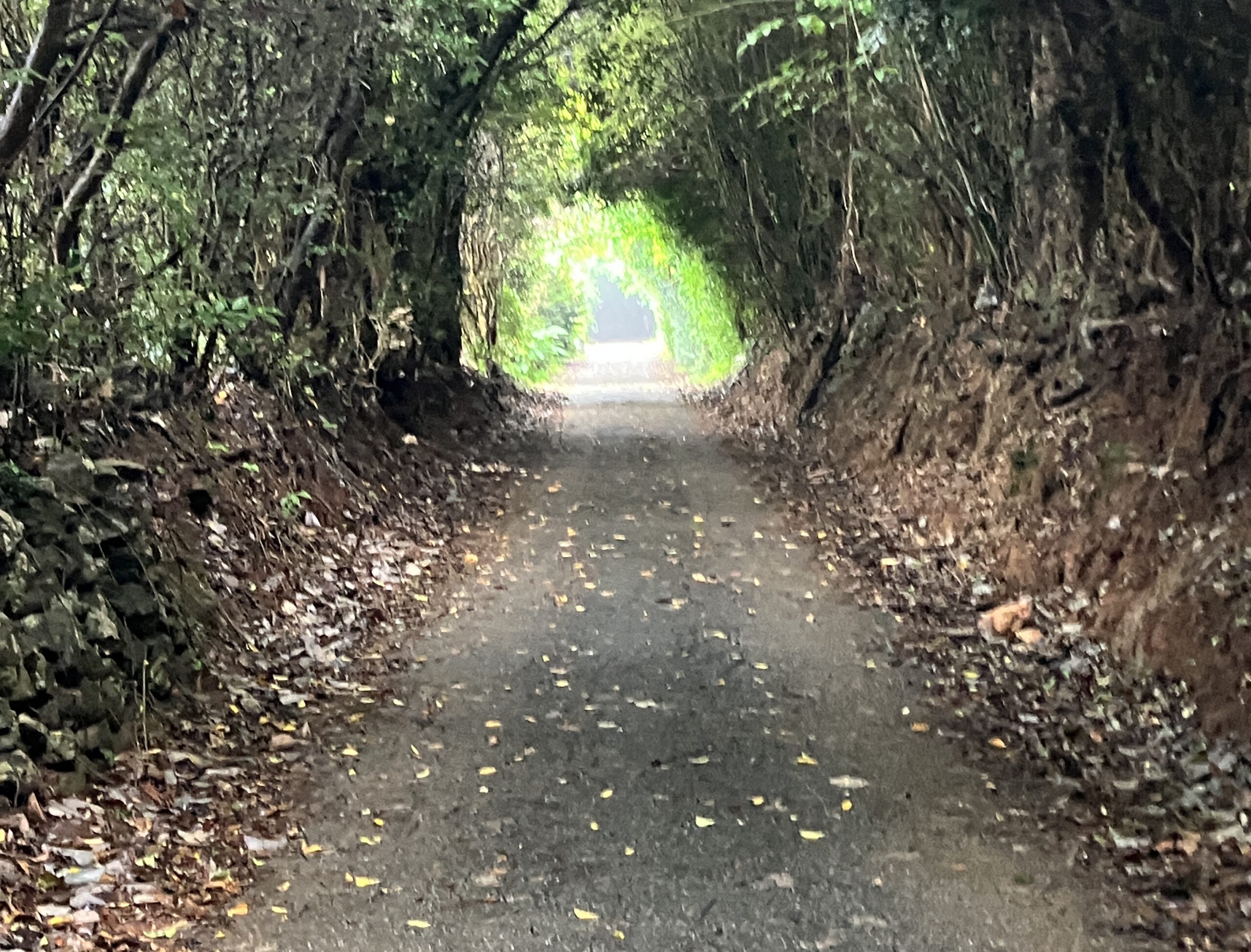 これからの人生を考える光の見える道